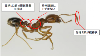 ヒアリの写真