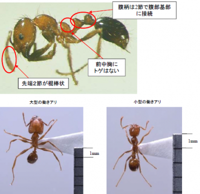 アカカミアリの写真