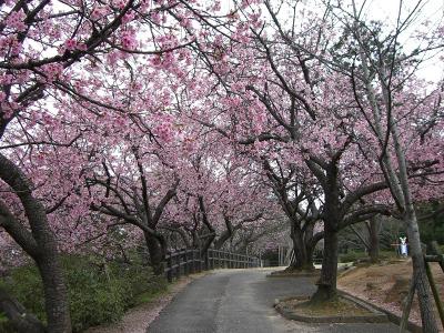 桜並木