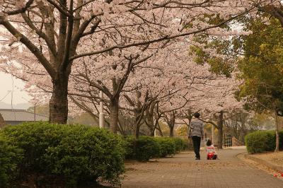 緑道桜 