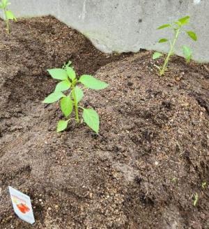 野菜植え