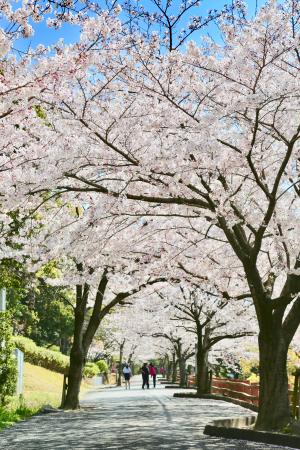 宇美公園桜
