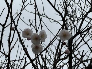 梅の花