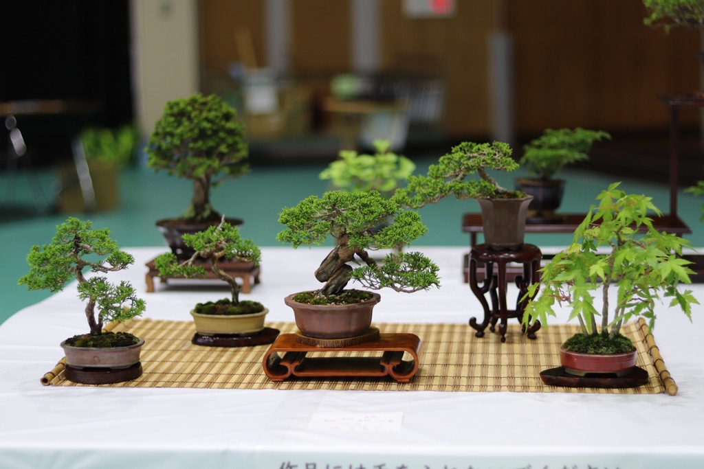 昨年度の舞台発表の様子（盆栽）