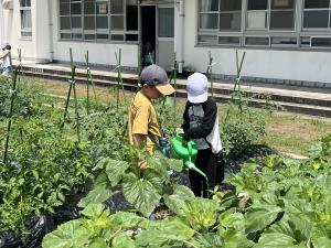 ひまわり