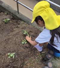 さつまいもの苗を植える