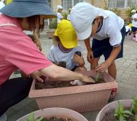 保育士と苗を植える