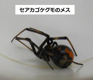 セアカゴケグモのメス