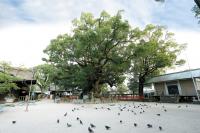 町の木　くすの木の写真