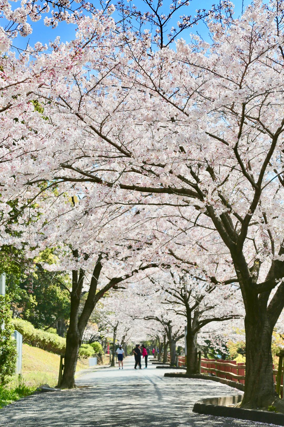 宇美公園桜