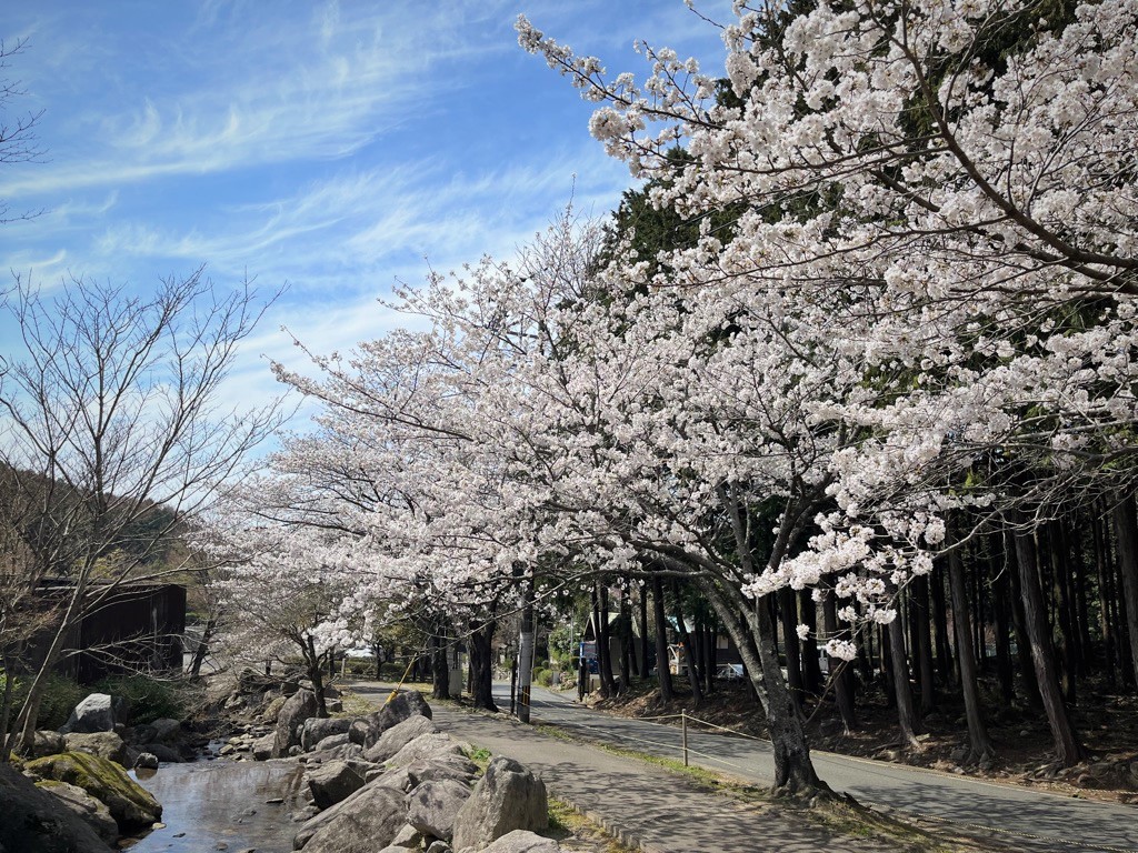 一本松1