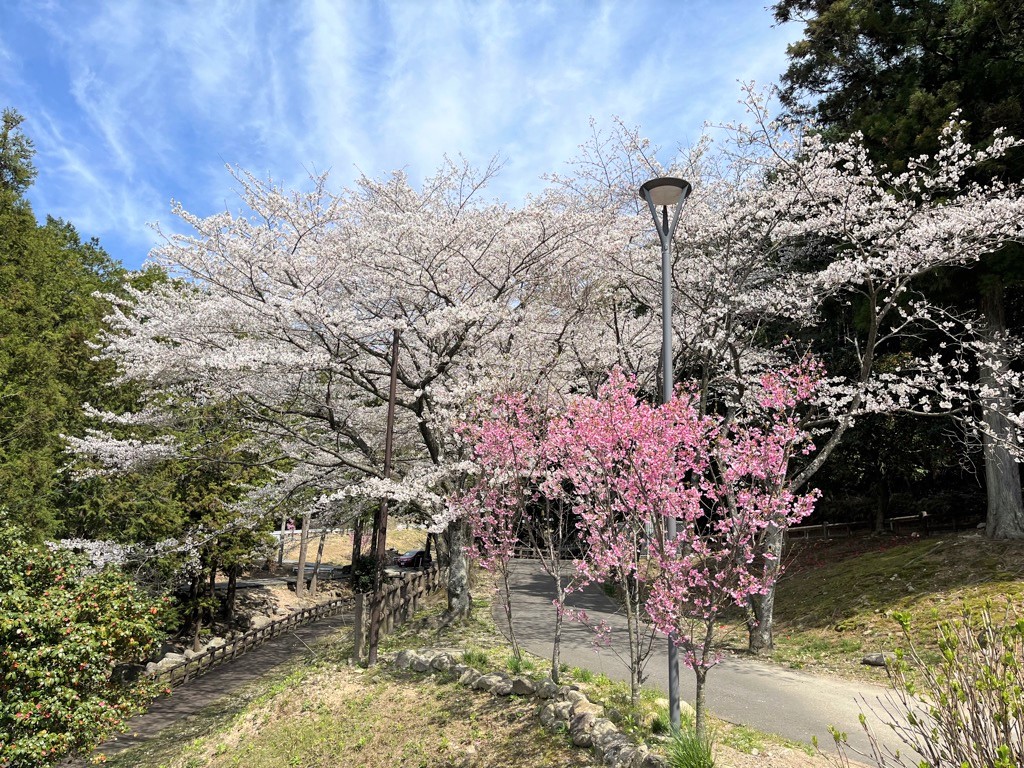 一本松2